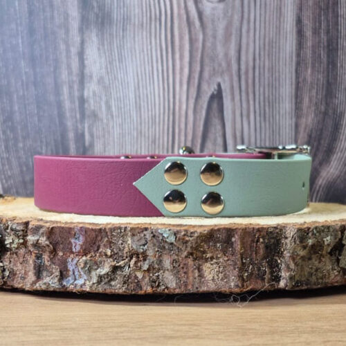Einstein - Collier personnalisable chien en biothane - fait main