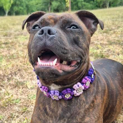 Daisy - Collier chien en paracorde tressée