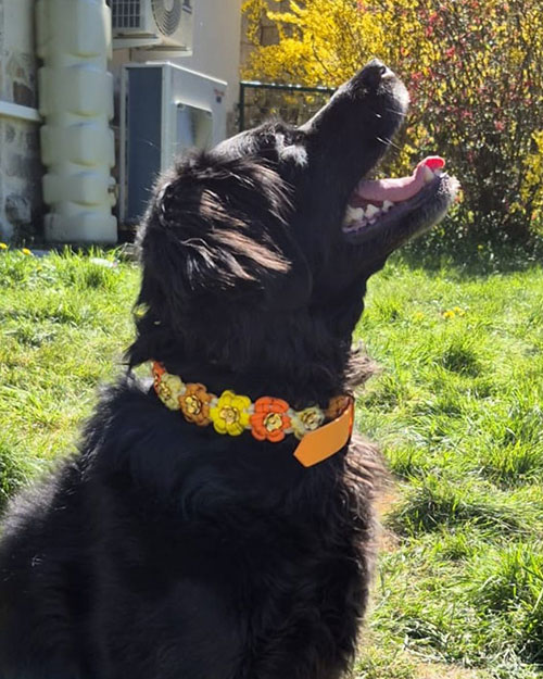 Saya et son collier pour chien Daisy fait main en paracorde tressée