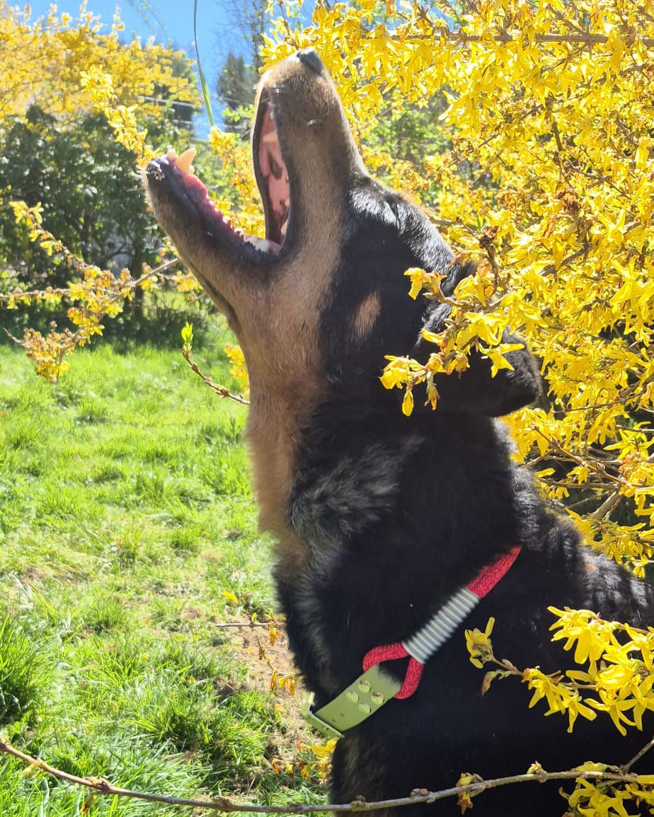 Sunday et son collier pour chien Brutuset sa laisse Bandit fait main en paracorde tressée