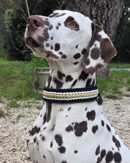 Tomahawk et son collier Fang fait main en paracorde tressée